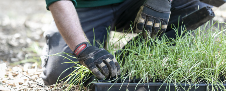 BLT-Midyini (Microseris lanceolata or Yam Daisy) seedlings ready to replant, the fleshy roots can be eaten