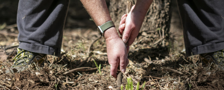 BLT-Wooden dibblers (sticks) dig shallow holes to protect any archaeology below