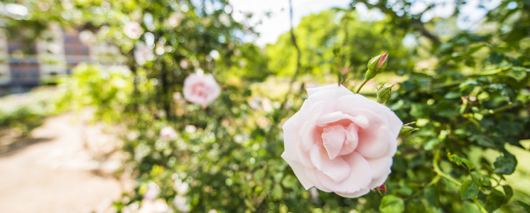 Roses in bloom